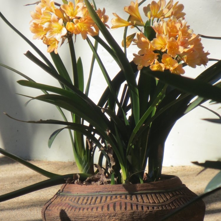 South African Indoor Plants